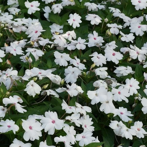 Solarscape™ White Shimmer Interspecific Impatiens Seeds 4 Solarscape™ White Shimmer Interspecific Impatiens Seeds - Image 2