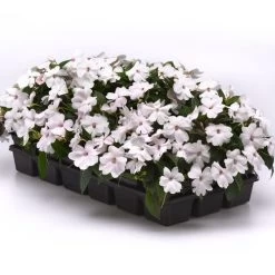 Solarscape™ White Shimmer Interspecific Impatiens Seeds 10 Solarscape™ White Shimmer Interspecific Impatiens Seeds -Botanical Bliss 54066 2