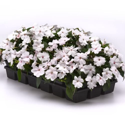 Solarscape™ White Shimmer Interspecific Impatiens Seeds 5 Solarscape™ White Shimmer Interspecific Impatiens Seeds - Image 3
