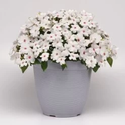Solarscape™ White Shimmer Interspecific Impatiens Seeds 11 Solarscape™ White Shimmer Interspecific Impatiens Seeds -Botanical Bliss 54066 3