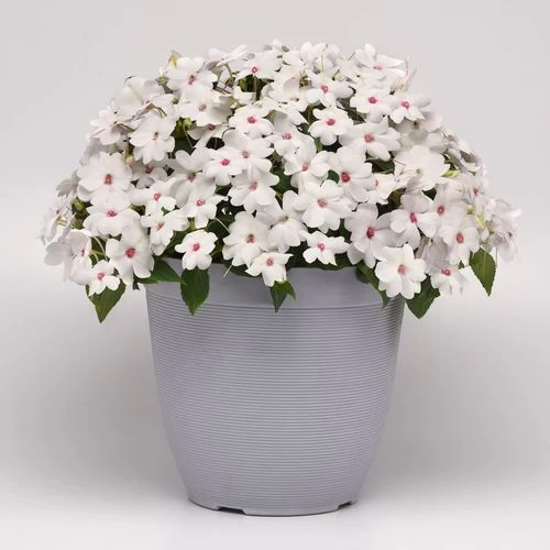 Solarscape™ White Shimmer Interspecific Impatiens Seeds 6 Solarscape™ White Shimmer Interspecific Impatiens Seeds - Image 4