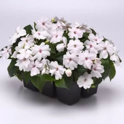 Solarscape™ White Shimmer Interspecific Impatiens Seeds 12 Solarscape™ White Shimmer Interspecific Impatiens Seeds -Botanical Bliss 54066 4