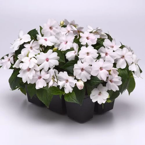 Solarscape™ White Shimmer Interspecific Impatiens Seeds 7 Solarscape™ White Shimmer Interspecific Impatiens Seeds - Image 5