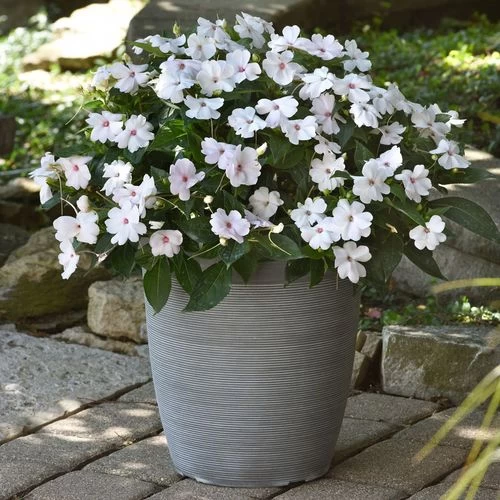Solarscape™ White Shimmer Interspecific Impatiens Seeds 8 Solarscape™ White Shimmer Interspecific Impatiens Seeds - Image 6