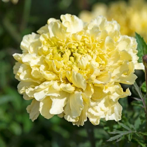 Sugar & Spice White Marigold Seeds 3 Sugar & Spice White Marigold Seeds