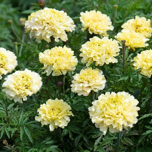 Sugar & Spice White Marigold Seeds 4 Sugar & Spice White Marigold Seeds - Image 2