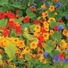 'Dwarf Compact Mixed' Nasturtium Seeds -Botanical Bliss 54074 PK P1