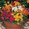 Sundrops Mixture Nemesia Seeds -Botanical Bliss 54076 PK P1