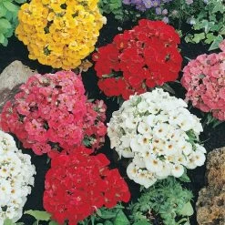 Sundrops Mixture Nemesia Seeds -Botanical Bliss 54076 PK P1 2