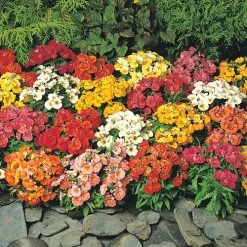 Sundrops Mixture Nemesia Seeds -Botanical Bliss 54076 PK P1 3