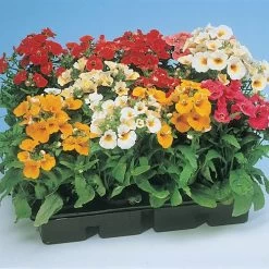 Sundrops Mixture Nemesia Seeds -Botanical Bliss 54076 PK P1 4