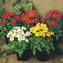 Sundrops Mixture Nemesia Seeds -Botanical Bliss 54076 PK P1 5