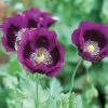 Lauren's Grape Poppy Seeds 2 Lauren's Grape Poppy Seeds -Botanical Bliss 54077 PK P1