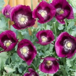 Lauren's Grape Poppy Seeds -Botanical Bliss 54077 PK P1 2