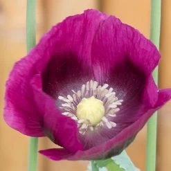 Lauren's Grape Poppy Seeds -Botanical Bliss 54077 PK P1 3