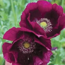 Lauren's Grape Poppy Seeds -Botanical Bliss 54077 PK P1 4