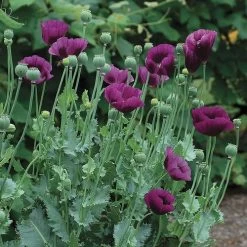Lauren's Grape Poppy Seeds -Botanical Bliss 54077 PK P1 5