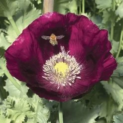 Lauren's Grape Poppy Seeds -Botanical Bliss 54077 PK P1 6