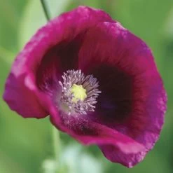 Lauren's Grape Poppy Seeds -Botanical Bliss 54077 PK P1 7