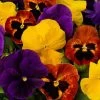 Majestic Giants Ll Autumn Mix Pansy Seeds