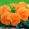 InspireĀ® DeluXXe Orange Pansy Seeds 1 InspireĀ® DeluXXe Orange Pansy Seeds -Botanical Bliss 54079 PK P1