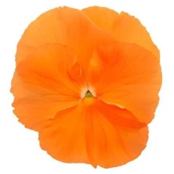 Inspire® DeluXXe Orange Pansy Seeds -Botanical Bliss 54079 PK P1 1