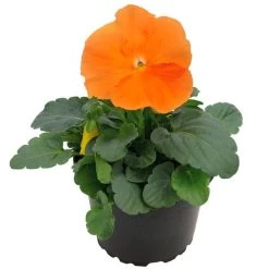 Inspire® DeluXXe Orange Pansy Seeds -Botanical Bliss 54079 PK P1 2