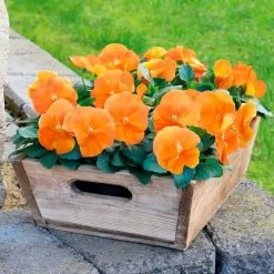 Inspire® DeluXXe Orange Pansy Seeds -Botanical Bliss 54079 PK P1 3