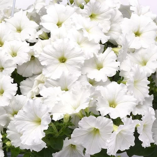 E3 Easy Wave® White Petunia Seeds 3 E3 Easy Wave® White Petunia Seeds