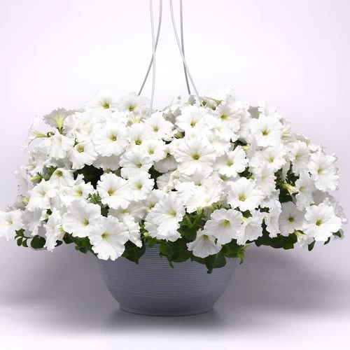 E3 Easy Wave® White Petunia Seeds 4 E3 Easy Wave® White Petunia Seeds - Image 2