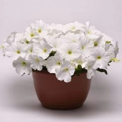 E3 Easy Wave® White Petunia Seeds 7 E3 Easy Wave® White Petunia Seeds -Botanical Bliss 54080 2