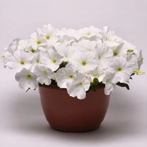 E3 Easy Wave® White Petunia Seeds 5 E3 Easy Wave® White Petunia Seeds - Image 3