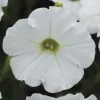 Shock Wave® White Petunia Seeds -Botanical Bliss 54081