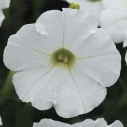 Shock Wave® White Petunia Seeds