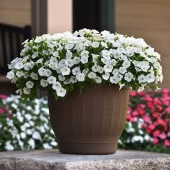 Shock Wave® White Petunia Seeds (P) Pkt Of 10 Seeds