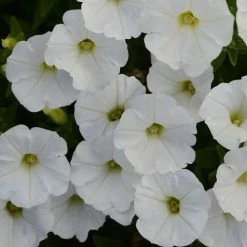 Shock Wave® White Petunia Seeds (P) Pkt Of 10 Seeds -Botanical Bliss 54081 PK P1 2
