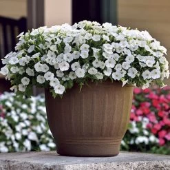 Shock Wave® White Petunia Seeds -Botanical Bliss 54081 2