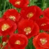 'American Legion' Heirloom Poppy Seeds -Botanical Bliss 54082 PK P1