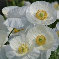 'Bridal Silk' Poppy Seeds