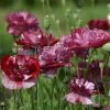 'Pandora' Poppy Seeds -Botanical Bliss 54085 PK P1