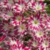 Popstars™ Rose With Eye Phlox Seeds -Botanical Bliss 54086