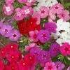 Mixed Annual Phlox Seeds 1 Mixed Annual Phlox Seeds -Botanical Bliss 54087 PK P1