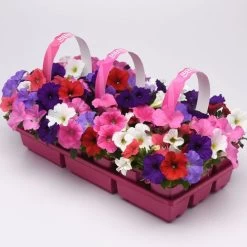 E3 Easy Wave® Formula Mixture Petunia Seeds
