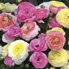 Maché™ Pastel Mix Ranunculus Seeds -Botanical Bliss 54095 PK P1