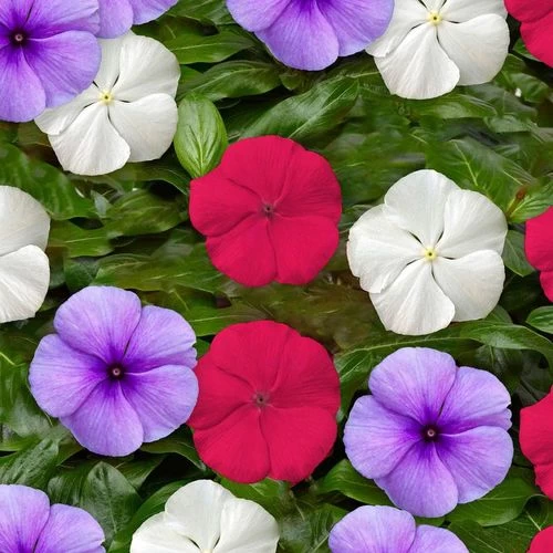 Vitesse™ Patriot Mix Vinca Seeds 3 Vitesse™ Patriot Mix Vinca Seeds