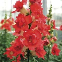 DoubleShot™ Orange Bicolor Snapdragon Seeds