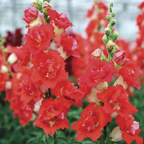DoubleShot™ Orange Bicolor Snapdragon Seeds 4 DoubleShot™ Orange Bicolor Snapdragon Seeds - Image 2