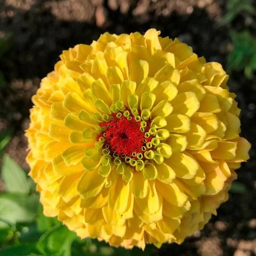 Queeny Lemon Peach Zinnia Seeds 3 Queeny Lemon Peach Zinnia Seeds