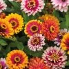 'Funfair Mix' Zinnia Seeds 2 'Funfair Mix' Zinnia Seeds -Botanical Bliss 54111
