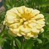 'Isabellina' Zinnia Seeds -Botanical Bliss 54112 PK P1